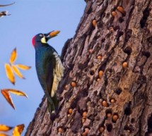 دار كونكەرە  Acorn Woodpecker